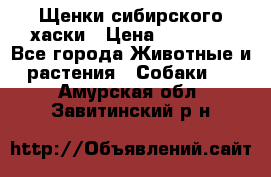 Щенки сибирского хаски › Цена ­ 12 000 - Все города Животные и растения » Собаки   . Амурская обл.,Завитинский р-н